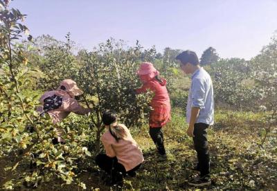 “油茶小镇”花香飘