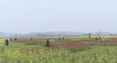 【央媒看湖北】湖北松滋：定制“四季花海” 金秋时节油菜花开