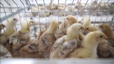 培育种源“芯片” 助力松滋鸡产业振兴