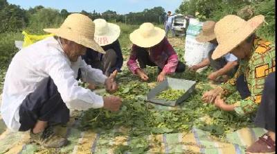 一颗小毛豆，致富小“金豆”