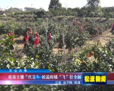 电商主播“代言” 松滋柑橘“飞”往全国