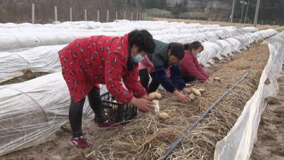 “宜荆荆恩”落地！雷井口村的喜人“菇”事