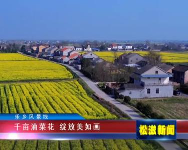 【乐乡风景线】千亩油菜花  绽放美如画（20220314）