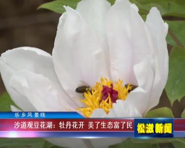 【乐乡风景线】沙道观豆花湖：牡丹花开  美了生态富了民（20220414）