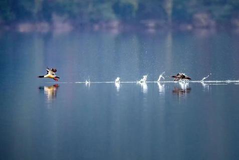 【文旅融合风景线】洈水国家湿地公园：湖光山色，候鸟翩飞