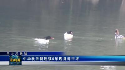 【乐乡风景线】中华秋沙鸭连续5年现身卸甲坪（20221125）