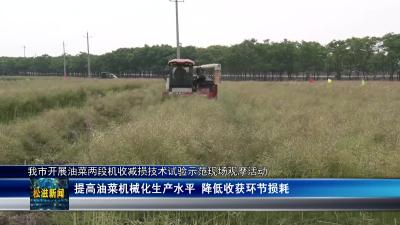 我市开展油菜两段机收减损技术试验示范现场观摩活动（20230511）