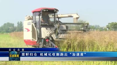 【农业农事】菜籽归仓 机械化收割跑出“加速度”（20230530）