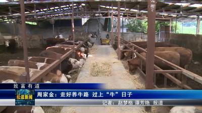 【致富有道】周家金：走好养牛路   过上“牛”日子（20230710）