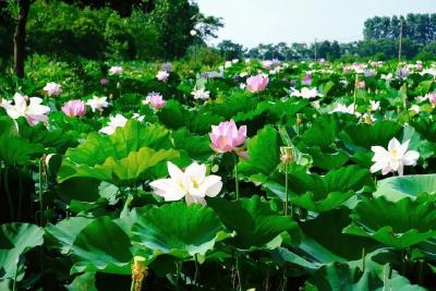 【文旅融合风景线】“荷”你相约！美翻的夏日打卡地