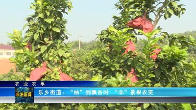 【农业农事】乐乡街道：“柚”到飘香时  “丰”景果农笑（20231027）