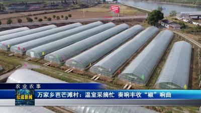 【农业农事】万家乡芭芒滩村：温室采摘忙 奏响丰收”椒“响曲（20231201）