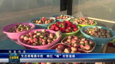 【致富有道】生态草莓喜丰收   映红“莓”好致富路（20240117）
