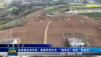 【乡镇动态】南海镇金鸡寺村：栽植药用牡丹 “富贵花”将变“致富花”（20240328）