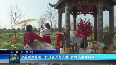 【乐乡风景线】沙道观豆花湖：牡丹花开惹人醉  乡村美景客自来（20240409）