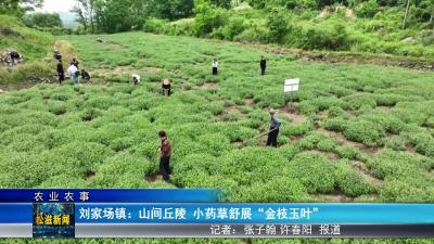 【农业农事】刘家场镇：山间丘陵  小药草舒展“金枝玉叶”（20240509）