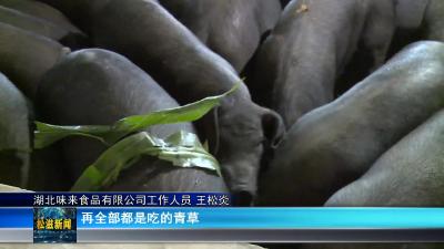 【致富有道】三堰淌村：黑猪变“金猪”  生态养殖有前景（20240710）