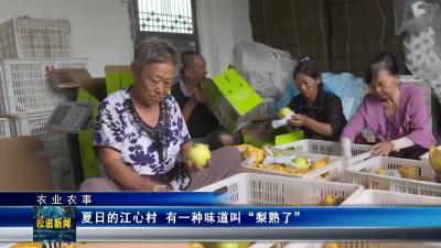 【农业农事】夏日的江心村 有一种味道叫“梨熟了”（20240716）