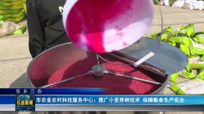 【乐乡三农】市农业农村科技服务中心：推广小麦拌种技术 保障粮食生产安全（20241104）