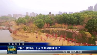 【乐乡风景线】“梅”景如画  乐乡公园的梅花开了（20250214）