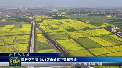 【乐乡风景线】田野变花海 36.6万亩油菜花竞相开放（20250321）