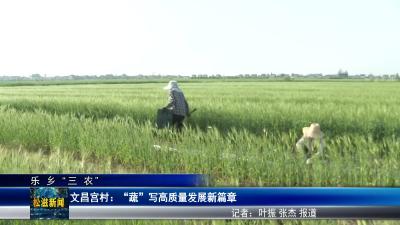 【乐乡“三农”】文昌宫村：“蔬”写高质量发展新篇章（20250427）