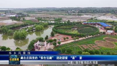 【乐乡风景线】藏在庄园里的“紫色宝藏”  速赴甜蜜 “葚” 宴（20250429）