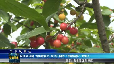 【乐乡风景线】枝头红玛瑙  舌尖甜春光  放马庄园的 “恩桃盛宴” 太诱人（20250428）
