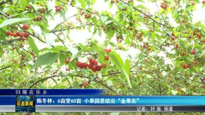 【归雁在乐乡】陈冬林：6亩变60亩  小果园里结出“金果实”（20250509）