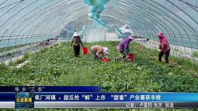 【乐乡“三农”】纸厂河镇 ：甜瓜抢“鲜”上市  “甜蜜”产业喜获丰收（20250523）