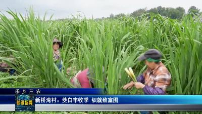 【乐乡三农】新桥湾村：茭白丰收季  织就致富图（20250530）