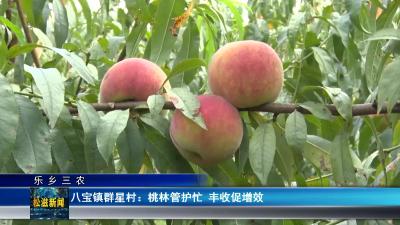 【乐乡三农】八宝镇群星村：桃林管护忙 丰收促增效（20250520）