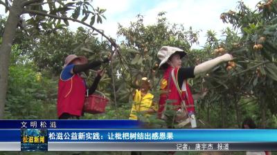 【文明松滋】松滋公益新实践：让枇杷树结出感恩果（20250522）