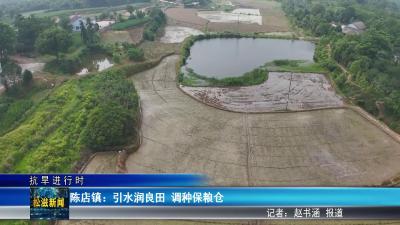 【抗旱进行时】陈店镇：引水润良田  调种保粮仓（20250605）