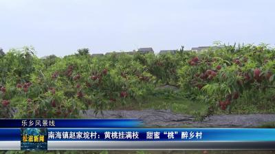 【乐乡风景线】南海镇赵家垸村：黄桃挂满枝  甜蜜 “桃” 醉乡村（20250611）