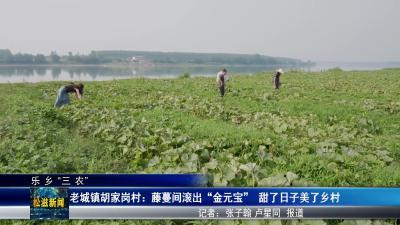 【乐乡“三农”】老城镇胡家岗村：藤蔓间滚出“金元宝”   甜了日子美了乡村（20250610）