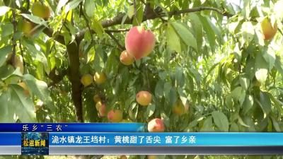 【乐乡“三农”】洈水镇龙王垱村：黄桃甜了舌尖  富了乡亲（20250626）