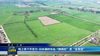 【乐乡“三农”】线上线下齐发力  白水淌村冬瓜 “种得好” 更 “卖得俏”（20250627）