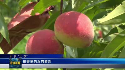 【乐乡“三农”】桃香里的双向奔赴（20250619）