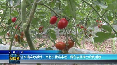 【乐乡三农】洈水镇麻砂滩村：生态小番茄丰收  绿色农业助力农民增收（20250603）