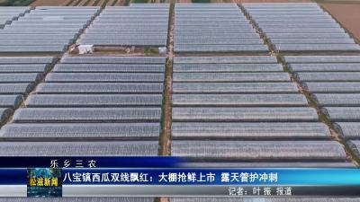 【乐乡三农】八宝镇西瓜双线飘红：大棚抢鲜上市  露天管护冲刺（20250604）