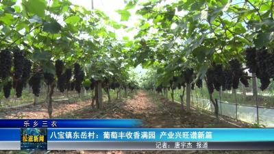 【乐乡三农】八宝镇东岳村：葡萄丰收香满园  产业兴旺谱新篇（20250630）