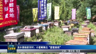 【乐乡三农】洈水镇杨家河村：小蜜蜂舞出“甜蜜曲线”（20250716）