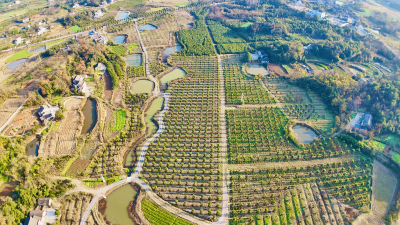 陈店镇创新“三林共建”模式：党旗引领绿意浓，乡村沃土绘新篇