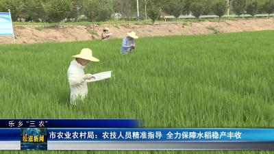 【乐乡“三农”】市农业农村局：农技人员精准指导  全力保障水稻稳产丰收（20250725）