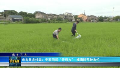 【乐乡三农】市农业农村局：专家田间“开药方”  梅雨时节护农忙（20250702）