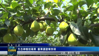 【乐乡“三农”】生态种植结硕果  新果源甜梨热销（20250714）