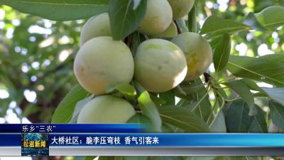 【乐乡“三农”】大桥社区：脆李压弯枝 香气引客来（20250707）