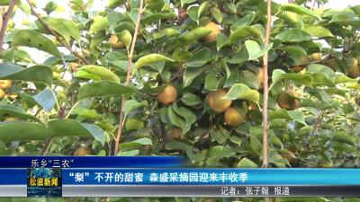 【乐乡“三农”】 “梨” 不开的甜蜜  森盛采摘园迎来丰收季（20250721）