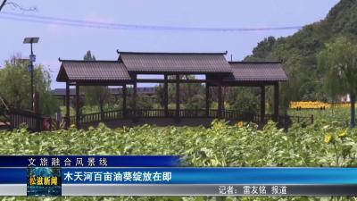 【文旅融合风景线】木天河百亩油葵绽放在即（20250729）